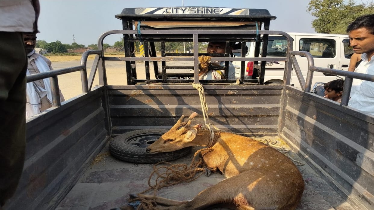 Deer found injured, taken to veterinary hospital