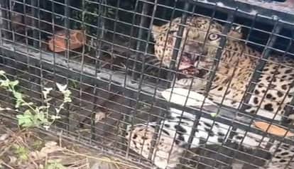 Leopard captured in a cage in Ranibagh, Nainital