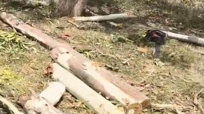 Illegal Tree Cutting on Railway Land: Dozens Chop Branches, Escape with Wood in Agra