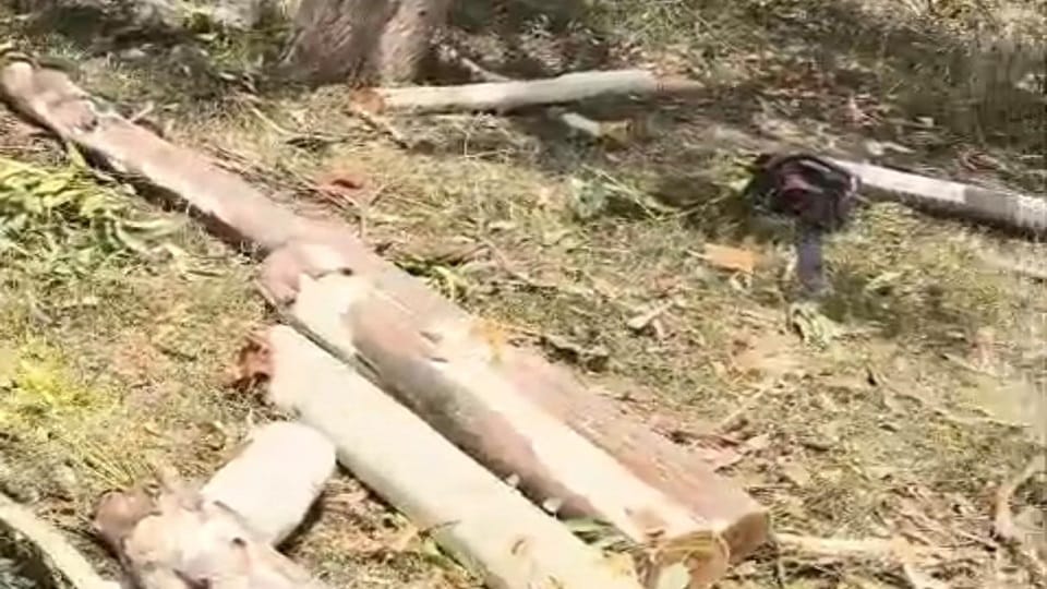 Illegal Tree Cutting on Railway Land: Dozens Chop Branches, Escape with Wood in Agra