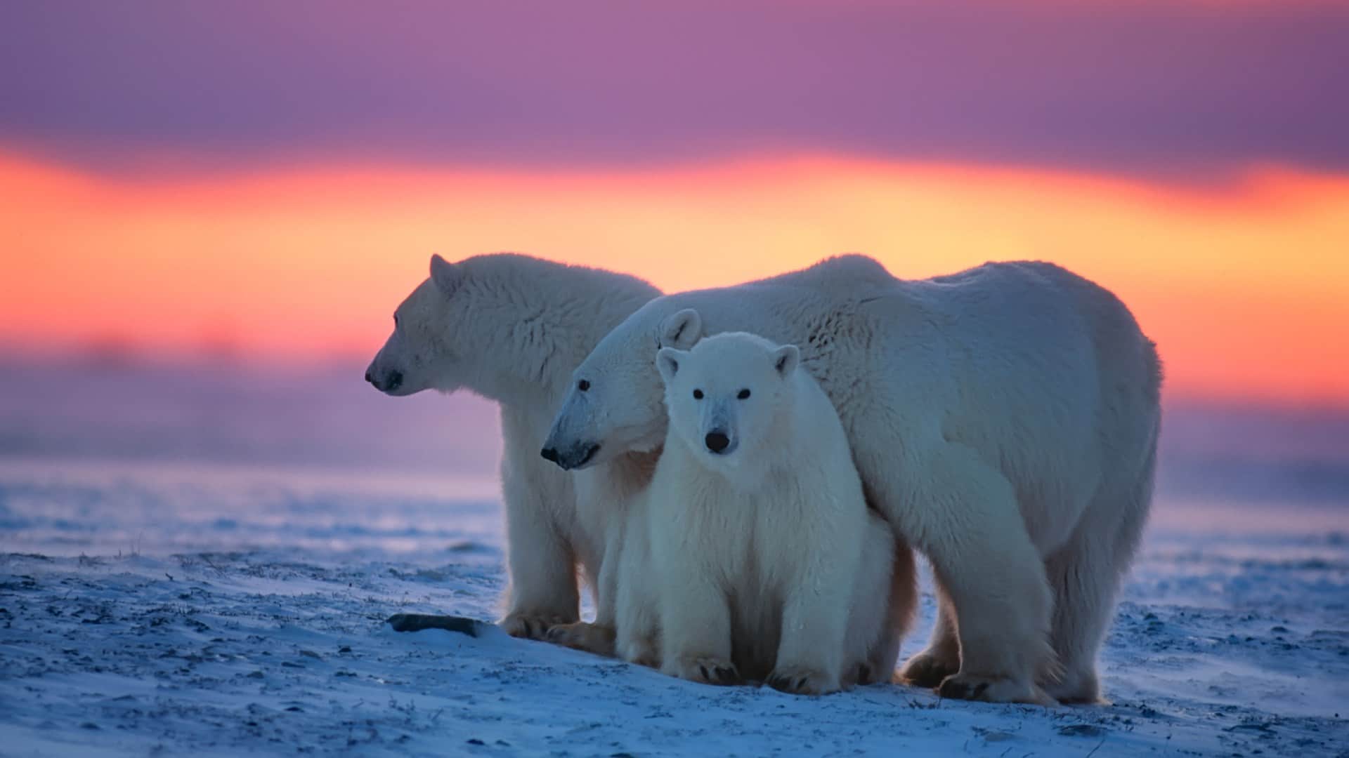 Why Polar bear visits to human infrastructure increase Is it due to sea ice loss or poor body condition