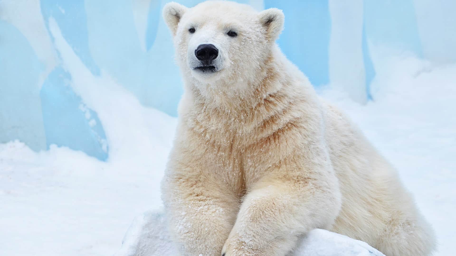 Why Polar bear visits to human infrastructure increase Is it due to sea ice loss or poor body condition