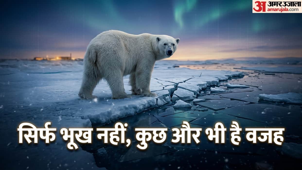 Why Polar bear visits to human infrastructure increase Is it due to sea ice loss or poor body condition