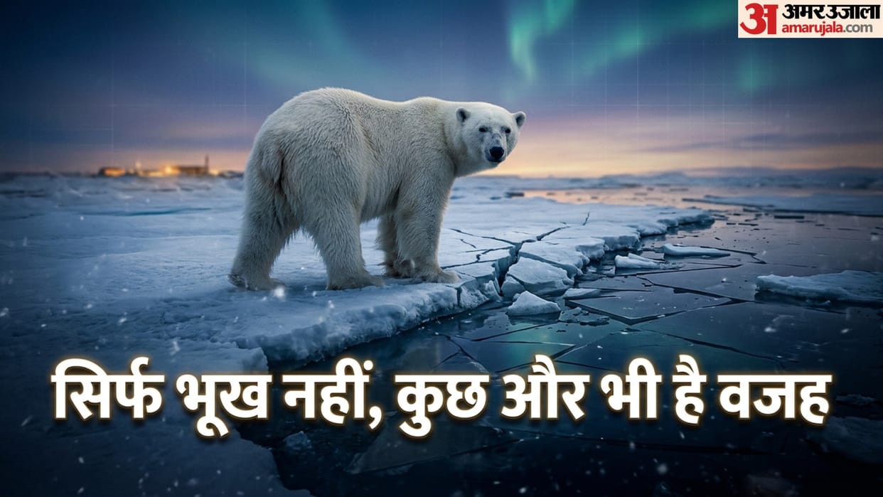 Why Polar bear visits to human infrastructure increase Is it due to sea ice loss or poor body condition