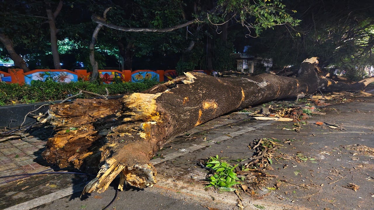 Rain brought relief in Bareilly but storms caused havoc bringing down trees and walls in Bareilly