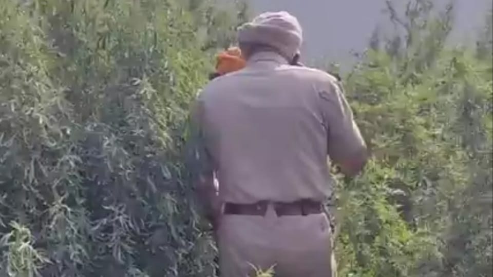 Jalandhar Newborn Body Found on Garbage Dump