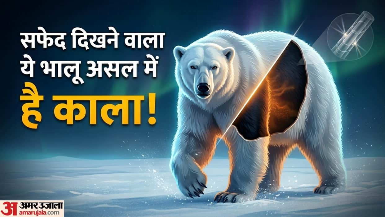 Polar Bear black Skin White Appearance why do polar bears look white if their fur is transparent