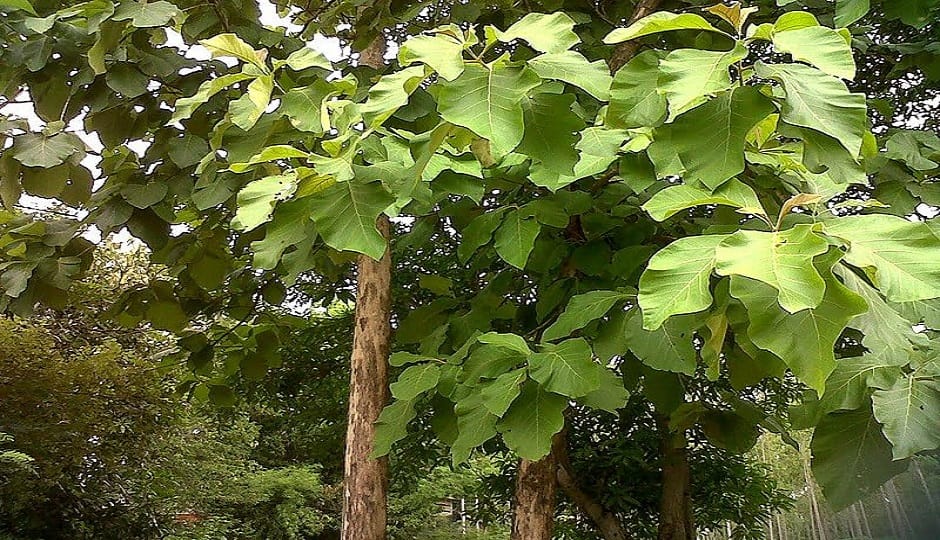 Saws were used on green teak trees in Bel, the team reached on information and seized the wood