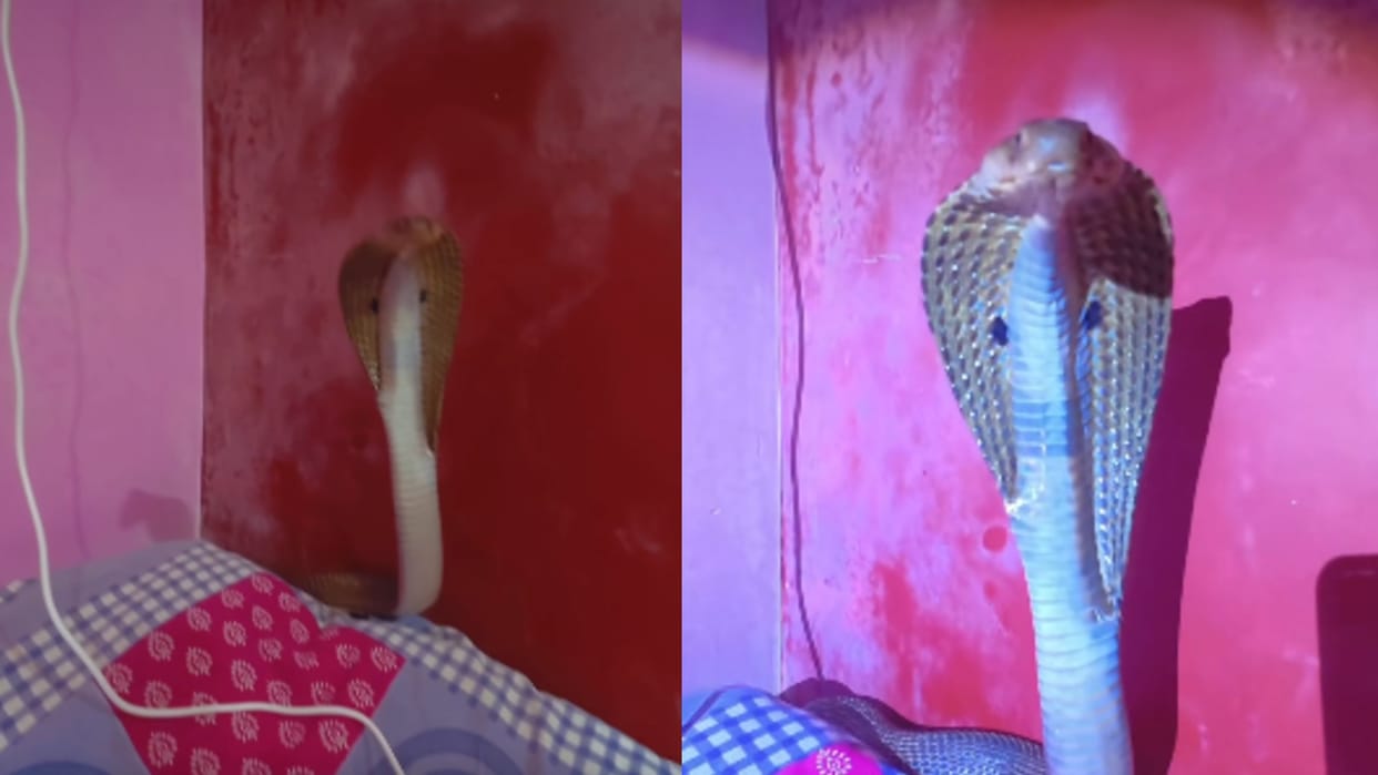 cobra snake hidden in bed bilaspur chhattisgarh viral video
