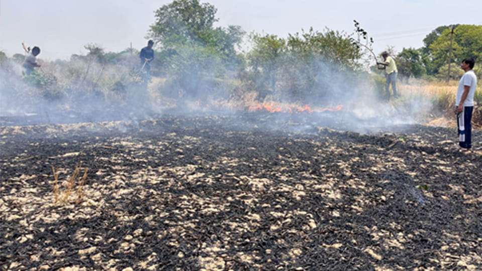 Kanpur: Five Bighas of Wheat Crop Reduced to Ashes Due to Short Circuit in Power Lines