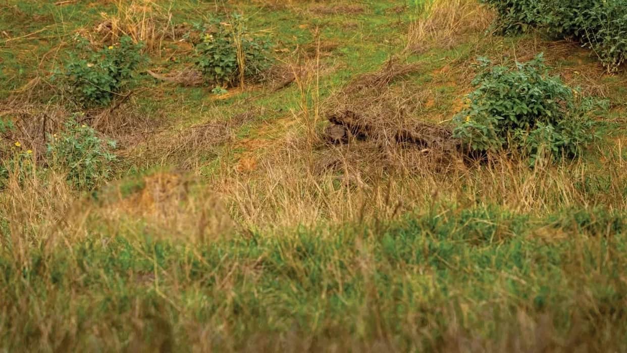 Optical Illusion Iq test Brain Test Can You Spot leopard in 25 Seconds