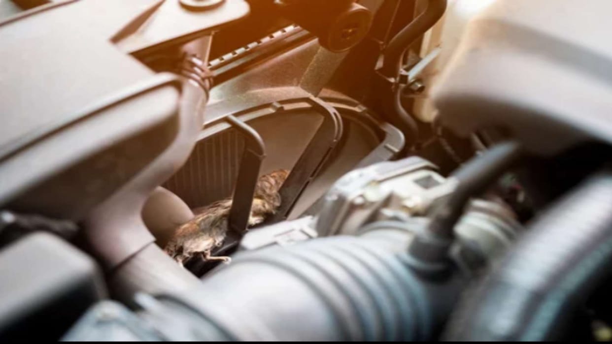 Rats Entering Your Car This Summer? Try These Simple Home Remedies Protect Wiring, Engine