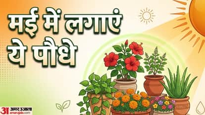 which plants grow fast in summer season garmi me kaun sa paudha lagana chahiye