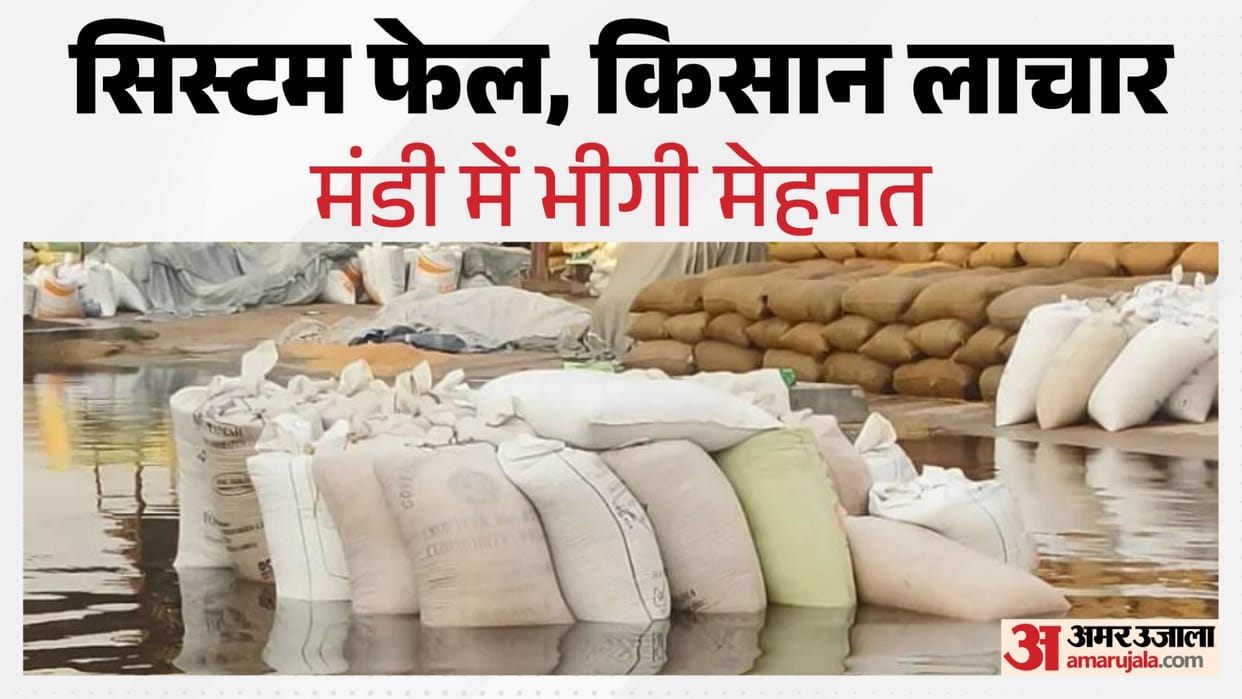 Bikaner News: Rain turns into disaster, grains soaked in open mandi; poor arrangement leave farmers devastate