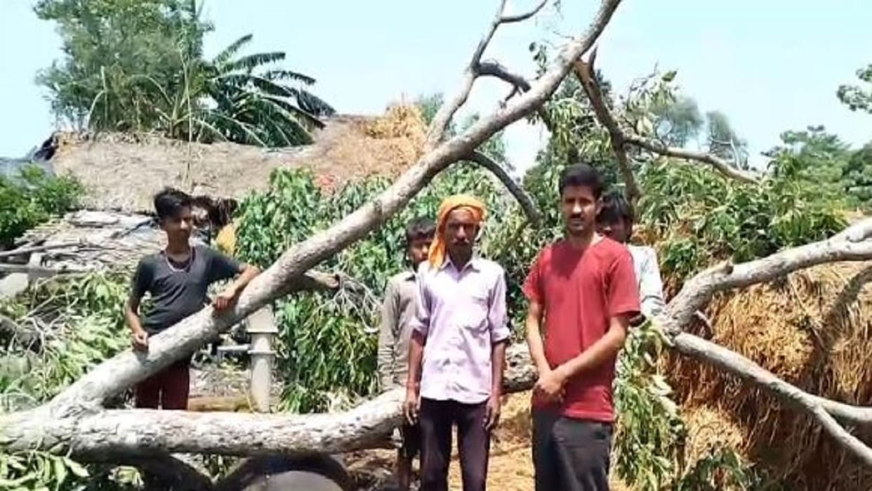 buffalo died after a tree fell during rain accompanied by strong winds in Lakhimpur kheri