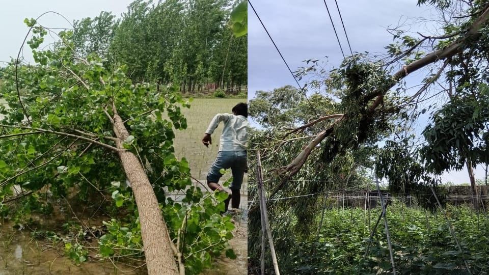 Saharanpur: Electricity wires broken due to storm, power cut in more than 100 villages of the district