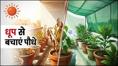 Summer Gardening Tips How To Save Plants From Heat Garmi Me Paudhon Ki Dekhbhal Kaise Karen