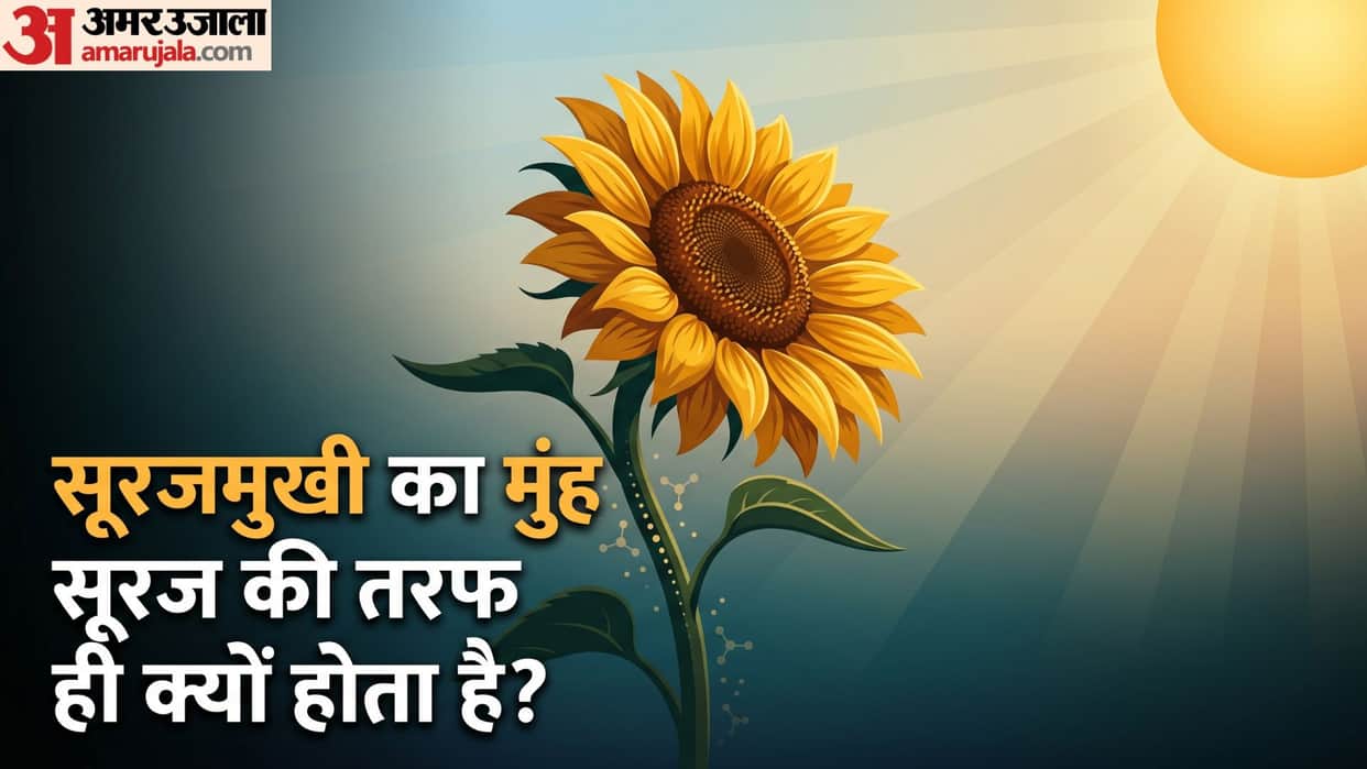 Why Do Sunflowers Always Face the Sun? Discover the Fascinating Science Behind It in hindi