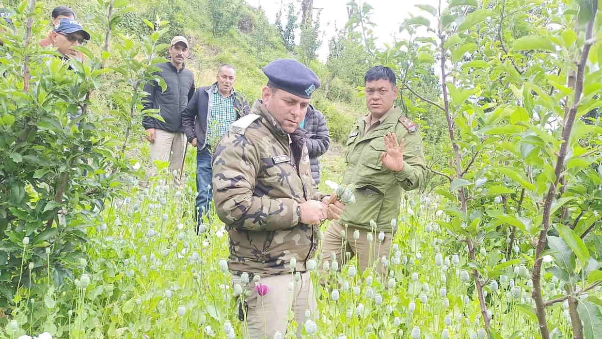 Major Crackdown on Illegal Opium Cultivation in Mori Uttarkashi FIR Registered Against 31 Individuals