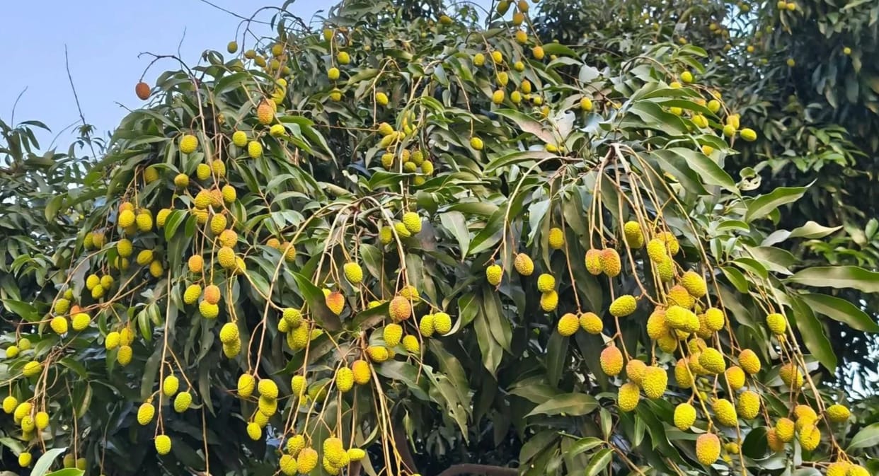 Rain brings relief to litchi farmers orchards regain freshness Shahi litchi harvest likely to begin soon