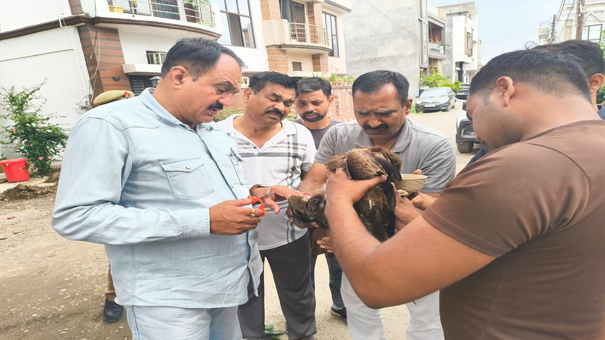 Firefighters rescue an eagle hanging upside down from a tree after it was entangled in manjha in Bareilly