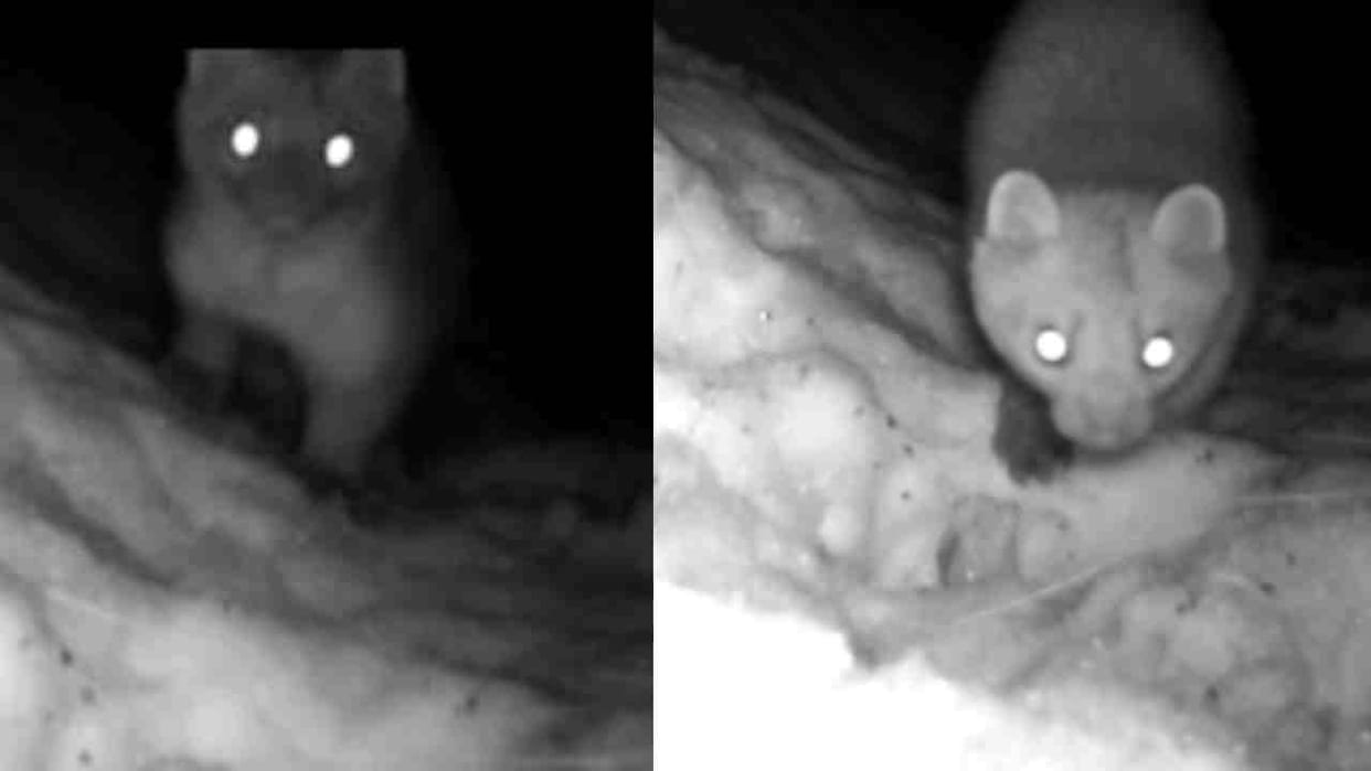 Himalayan Weasel Photos Captured on a Trap Camera Gangotri National Park Uttarkashi