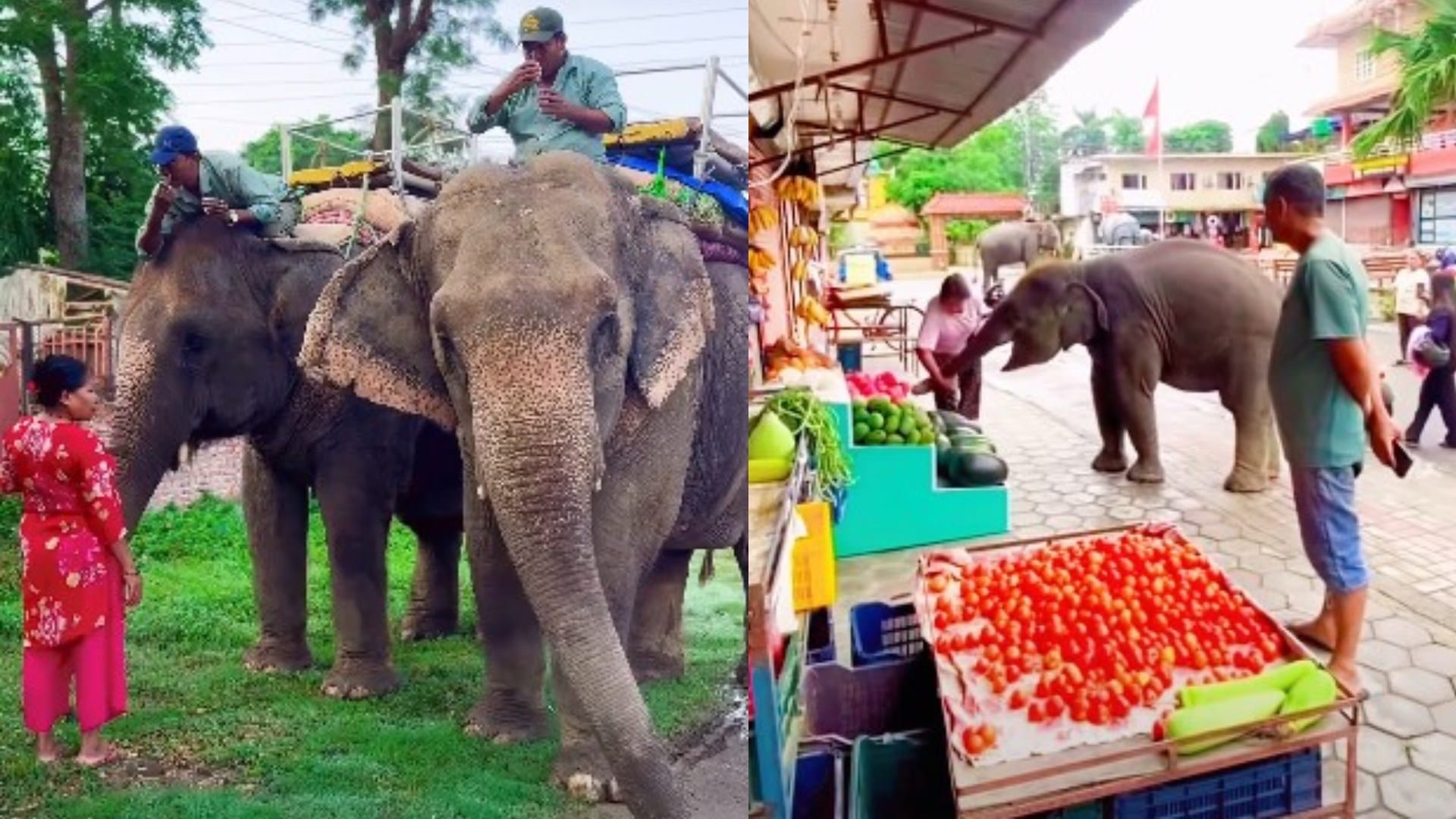 Nepal sauraha chitwan streets rhino elephant walks with humans wild animals seen on roads