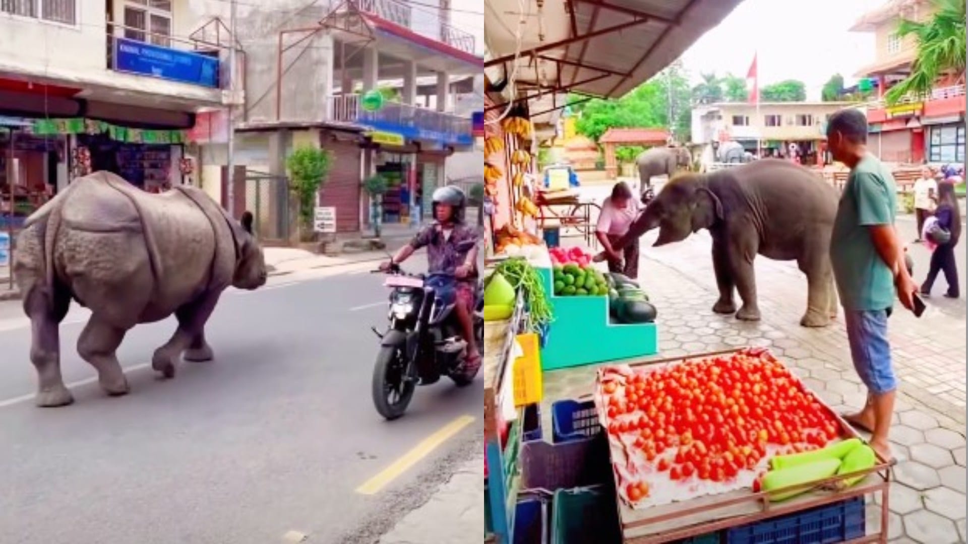 Nepal sauraha chitwan streets rhino elephant walks with humans wild animals seen on roads