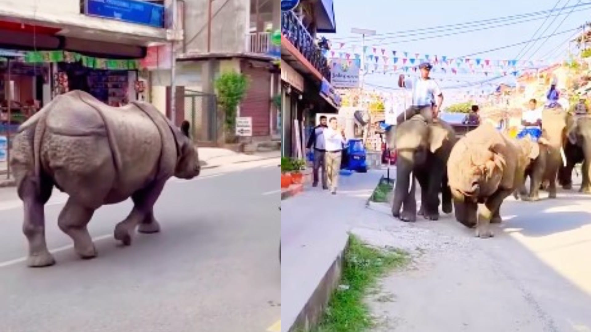 Nepal sauraha chitwan streets rhino elephant walks with humans wild animals seen on roads