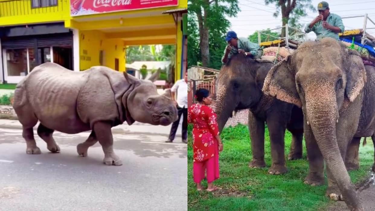 Nepal sauraha chitwan streets rhino elephant walks with humans wild animals seen on roads