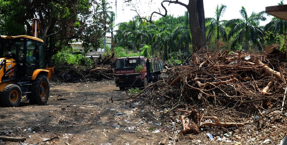 Kanpur Timber Scam Trees Felled by Storm Valuable Timber Vanishes from Dump Suspicions of Multi Lakh Scam