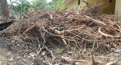 Kanpur Timber Scam Trees Felled by Storm Valuable Timber Vanishes from Dump Suspicions of Multi Lakh Scam