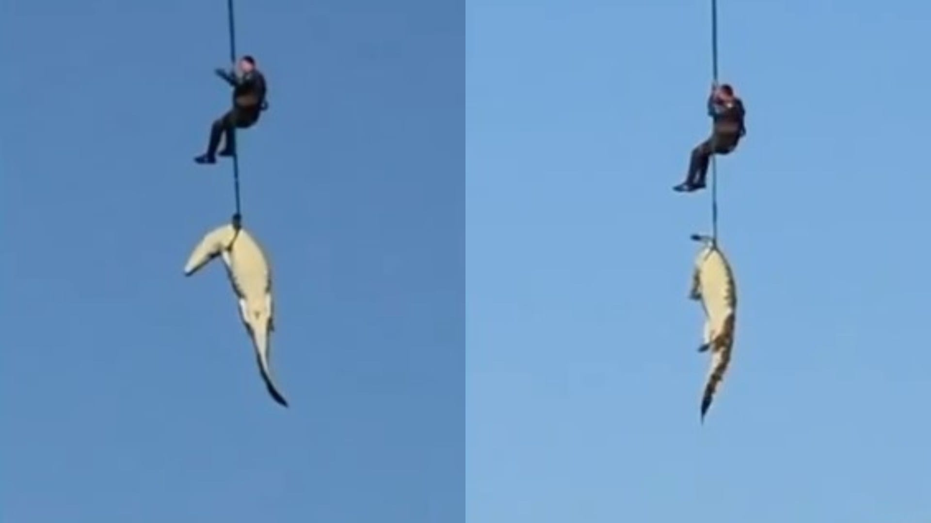 South africa Police airlift a crocodile with the body of a 59 yo businessman gabriel batista inside