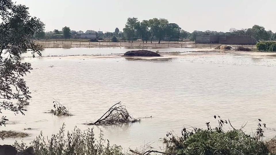 Abohar Canal Breaches Amidst Fierce Storm 15 Foot Gap 50 Acres Land Submerged