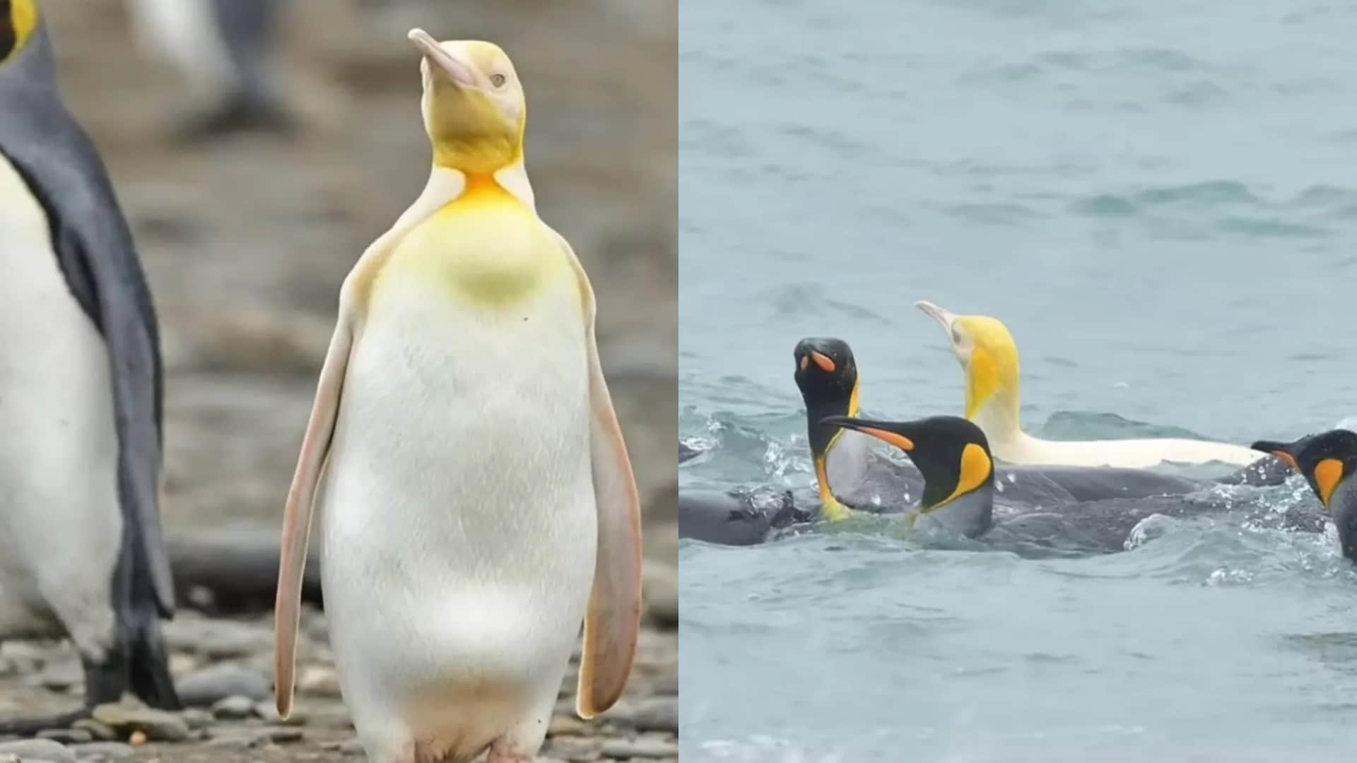 Yellow penguin spotted in Antarctica south georgia island know why it is so rare