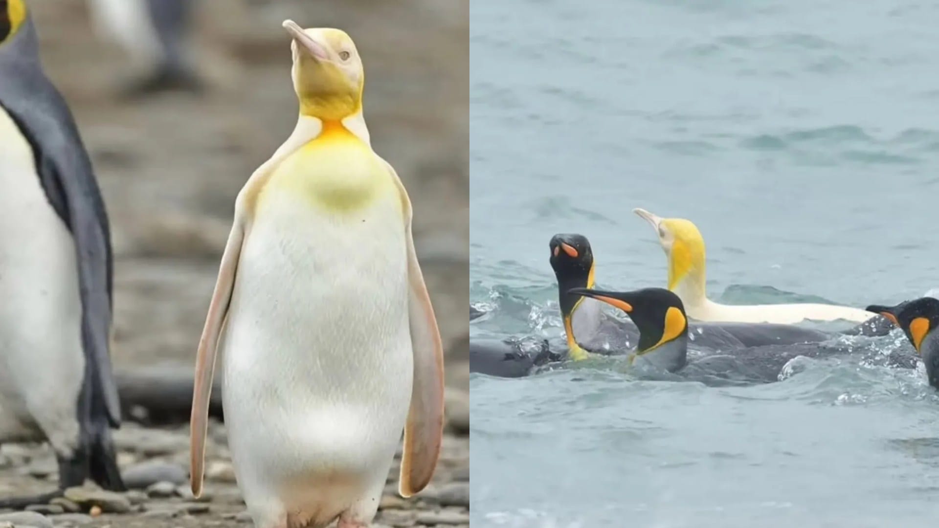Yellow penguin spotted in Antarctica south georgia island know why it is so rare