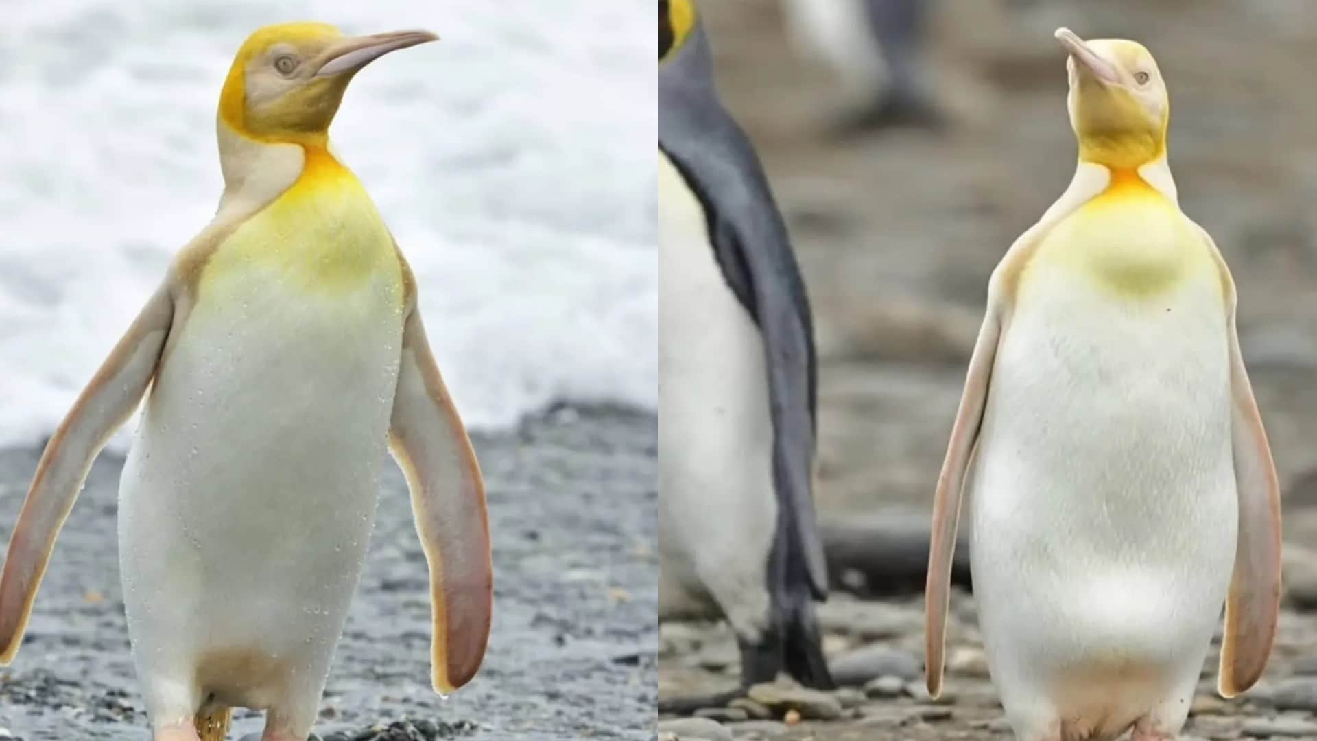 Yellow penguin spotted in Antarctica south georgia island know why it is so rare