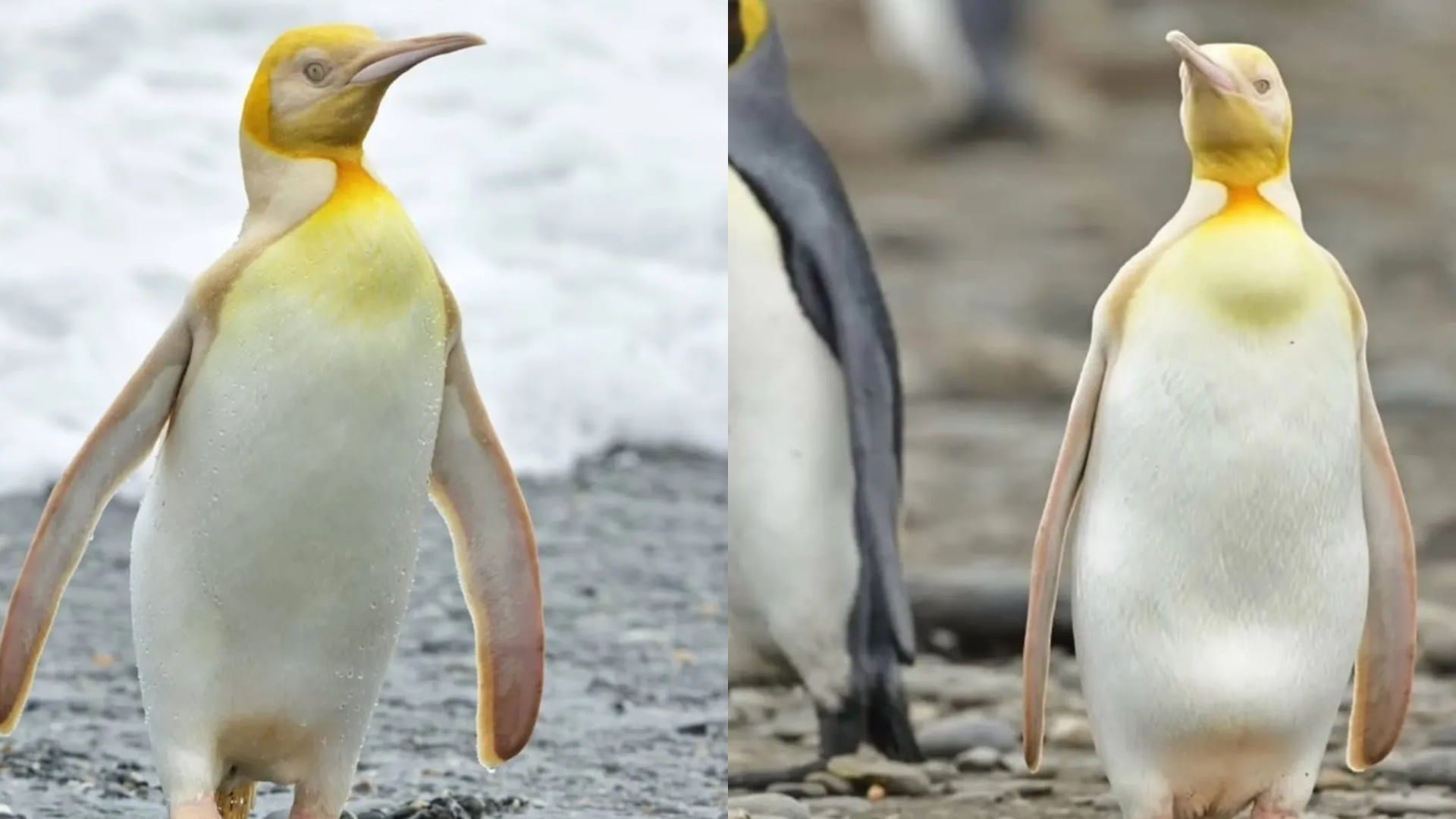 Yellow penguin spotted in Antarctica south georgia island know why it is so rare
