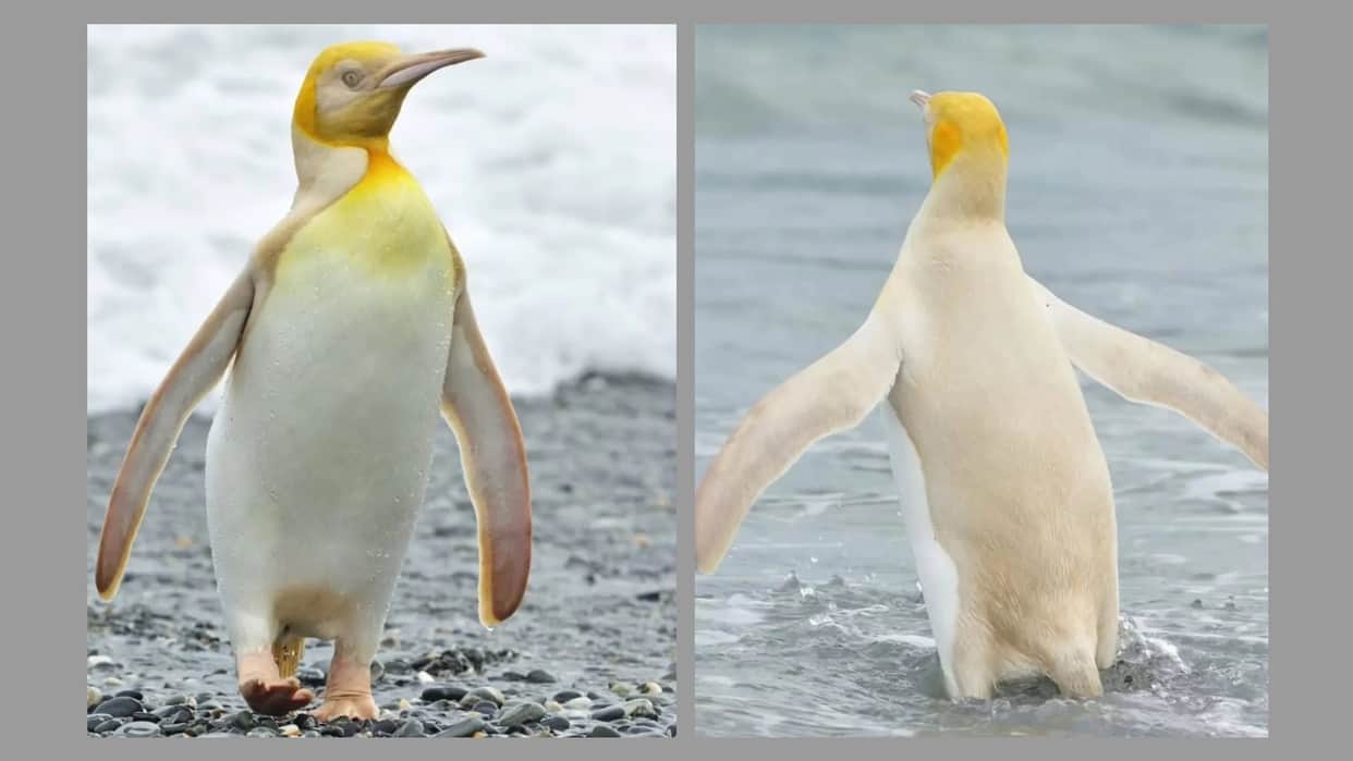 Yellow penguin spotted in Antarctica south georgia island know why it is so rare