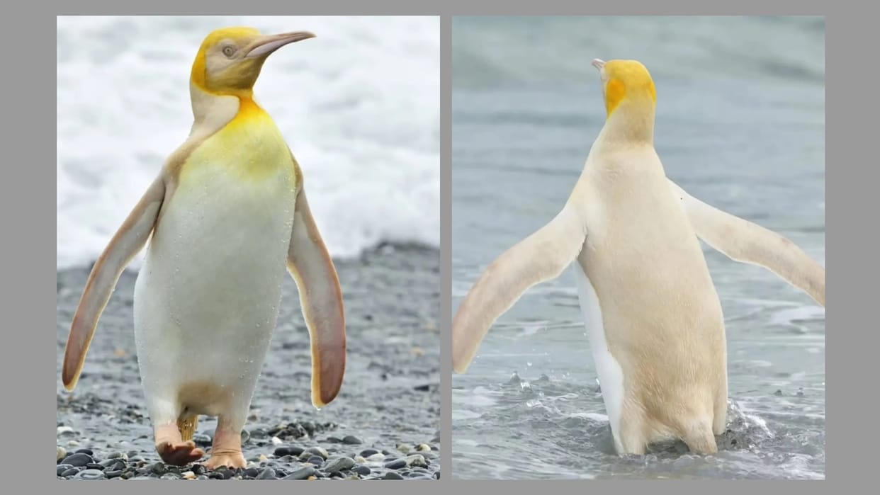 Yellow penguin spotted in Antarctica south georgia island know why it is so rare