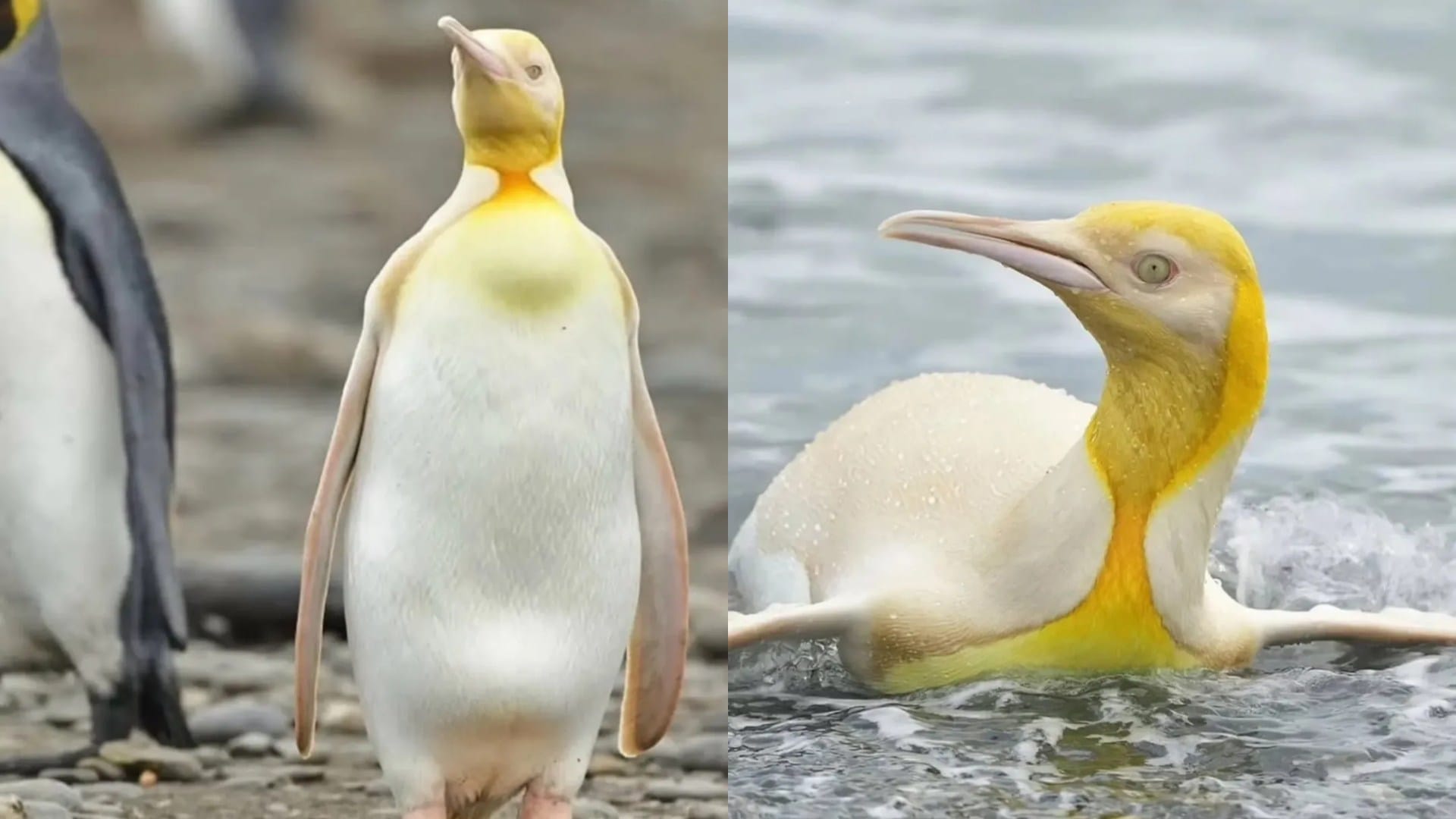 Yellow penguin spotted in Antarctica south georgia island know why it is so rare