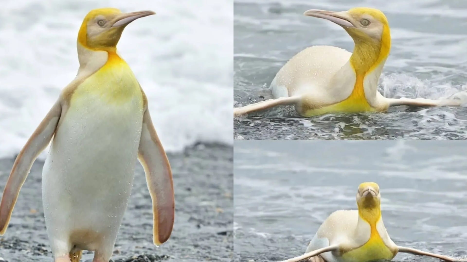 Yellow penguin spotted in Antarctica south georgia island know why it is so rare