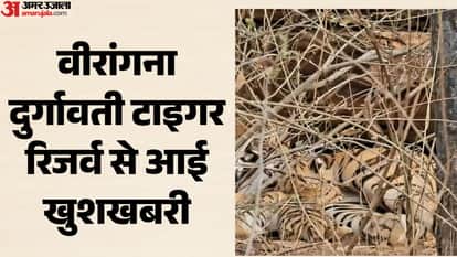 Tiger roars increase in Veerangana Durgavati Tiger Reserve, tigress N6 from Pench gives birth to four cubs