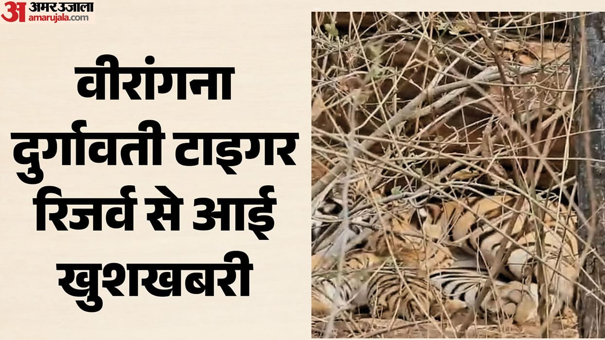 Tiger roars increase in Veerangana Durgavati Tiger Reserve, tigress N6 from Pench gives birth to four cubs