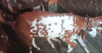 Goat Worth 20000 Valued at 3 Lakhs Allah and Prophet Inscribed on Its Body Hindu Owner Refuses to Sell