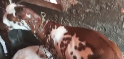 Goat Worth 20000 Valued at 3 Lakhs Allah and Prophet Inscribed on Its Body Hindu Owner Refuses to Sell
