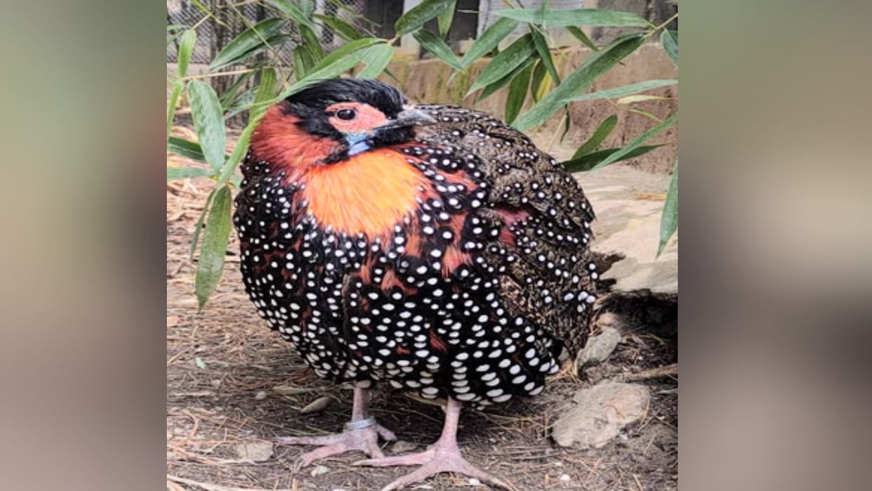 Counting of the Western Tragopan (Jajurana) has begun in the Great Himalayan National Park