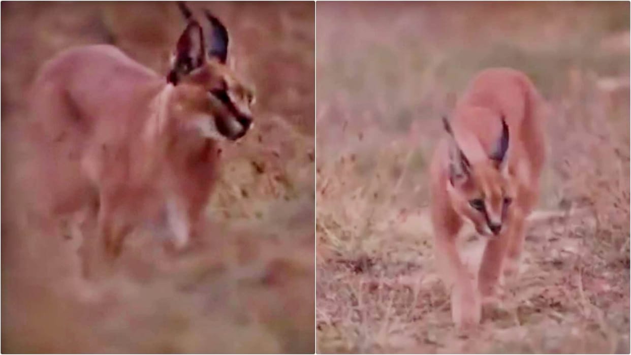 Signs of the rare caracal returning to the Thar Desert, but a tragic incident has raised concerns.