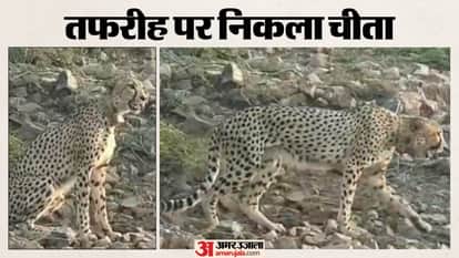 Sawai Madhopur News: KP2 Cheetah Strays from Kuno to Ranthambore, Fear Keeps Villagers Indoors