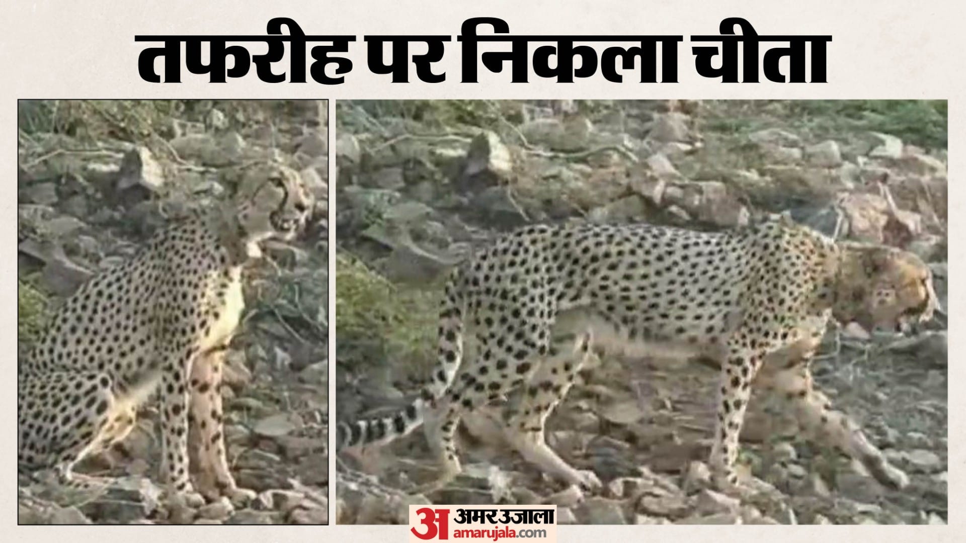 रणथंभौर के गांव घूमने निकला KP 2